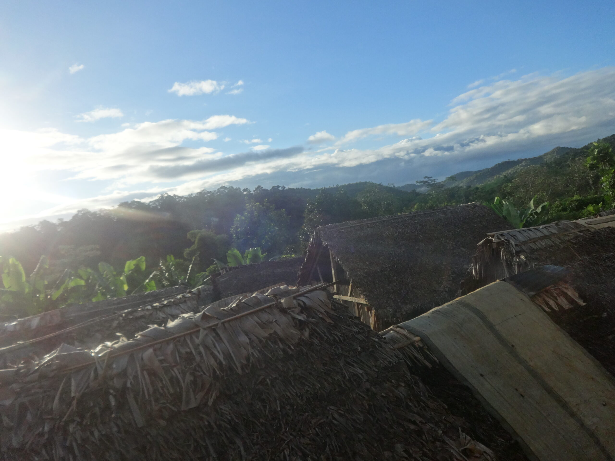 Thirty Species in Three Days — FloraDecode in a Tropical Field Survey